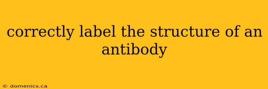 correctly label the structure of an antibody