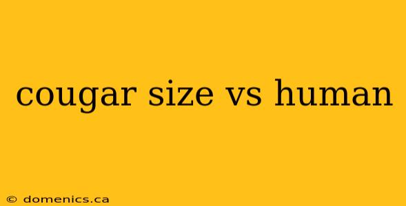 cougar size vs human