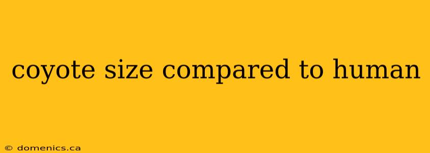 coyote size compared to human