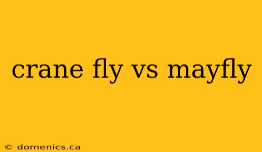 crane fly vs mayfly