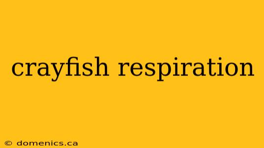 crayfish respiration