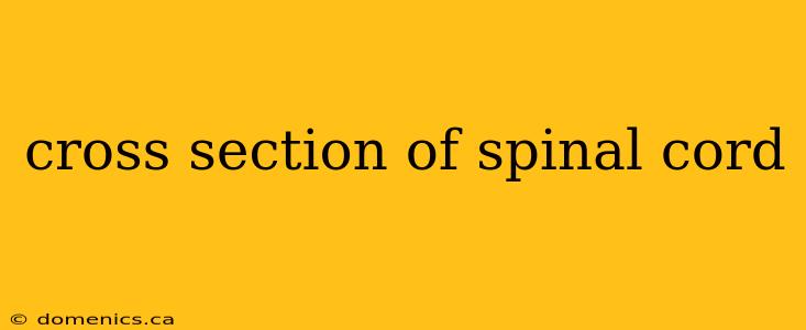 cross section of spinal cord