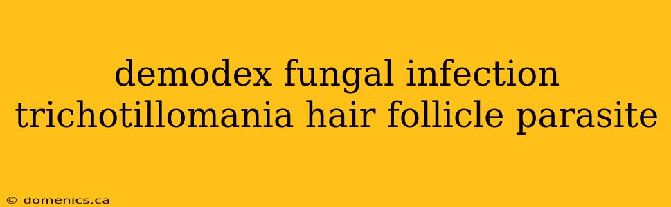 demodex fungal infection trichotillomania hair follicle parasite