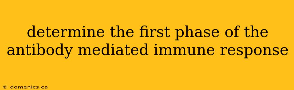 determine the first phase of the antibody mediated immune response