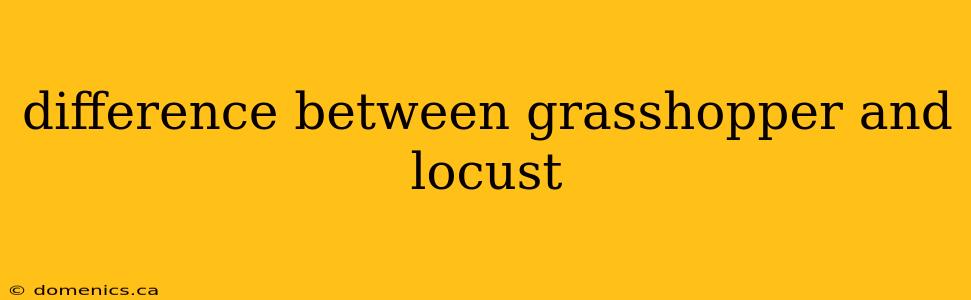 difference between grasshopper and locust