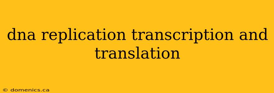 dna replication transcription and translation