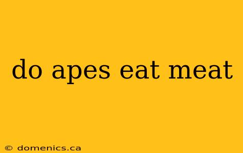 do apes eat meat