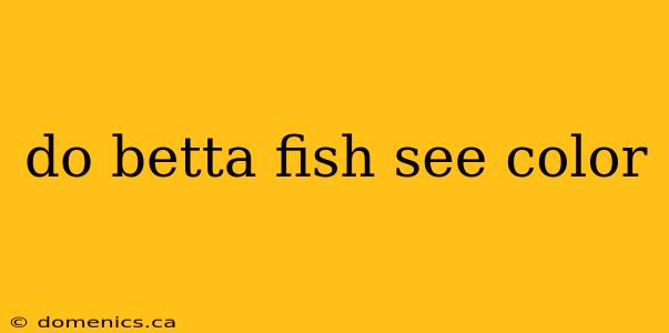 do betta fish see color