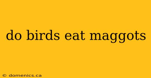 do birds eat maggots