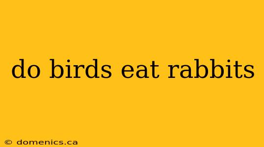 do birds eat rabbits