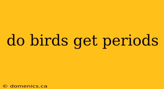 do birds get periods