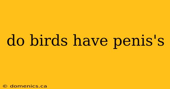 do birds have penis's