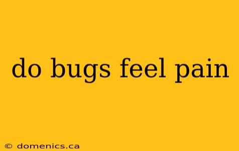 do bugs feel pain