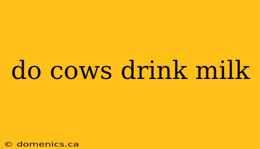 do cows drink milk