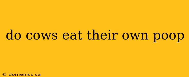 do cows eat their own poop