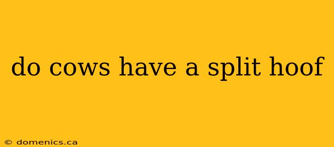 do cows have a split hoof