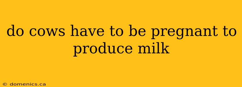 do cows have to be pregnant to produce milk