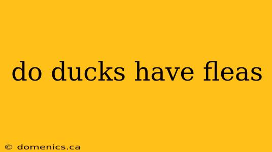 do ducks have fleas