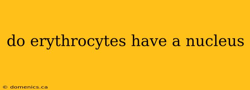 do erythrocytes have a nucleus