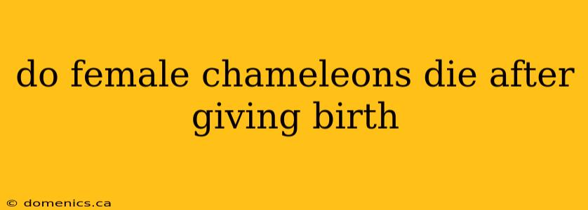 do female chameleons die after giving birth