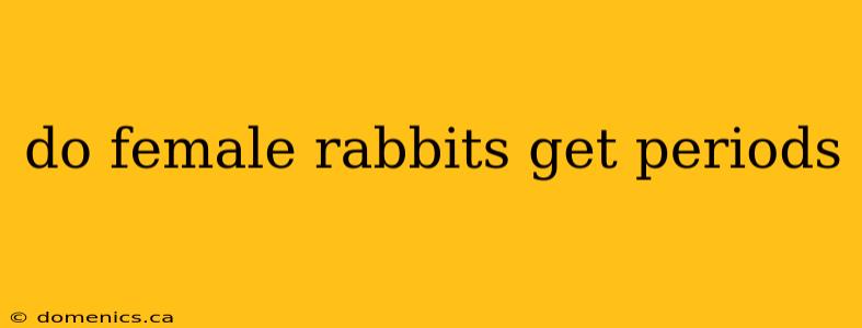 do female rabbits get periods