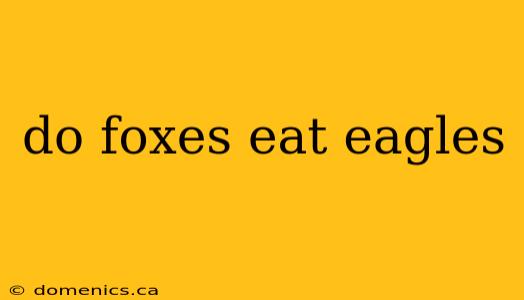 do foxes eat eagles