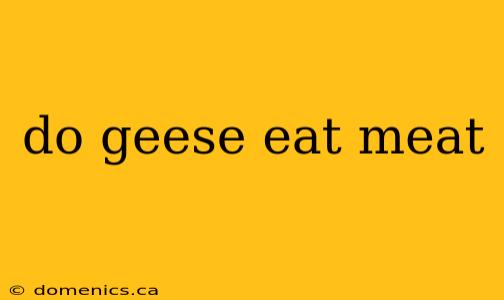 do geese eat meat