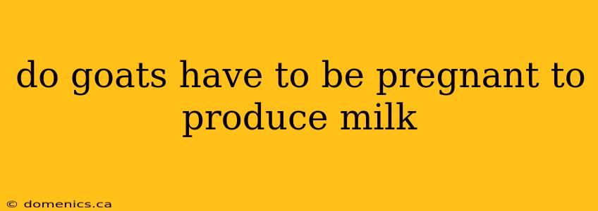 do goats have to be pregnant to produce milk