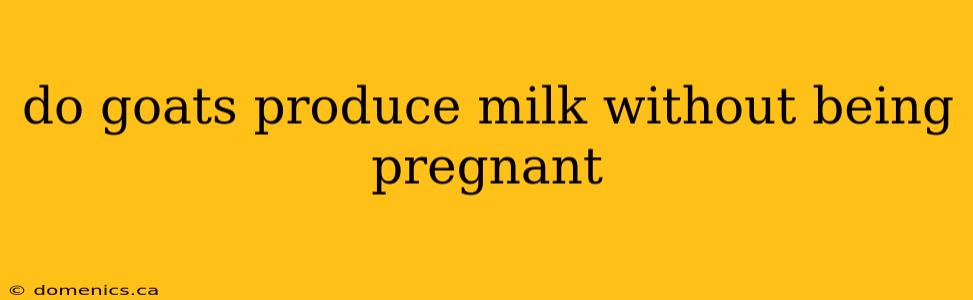 do goats produce milk without being pregnant