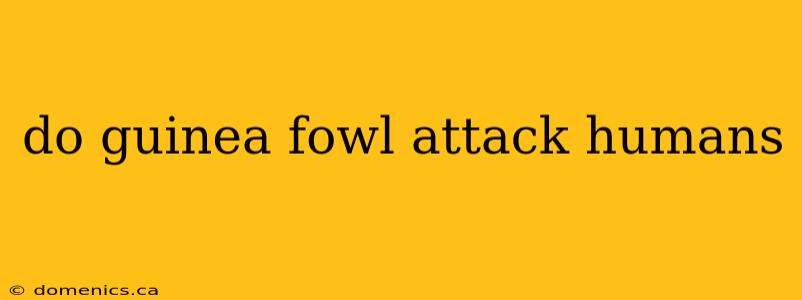 do guinea fowl attack humans