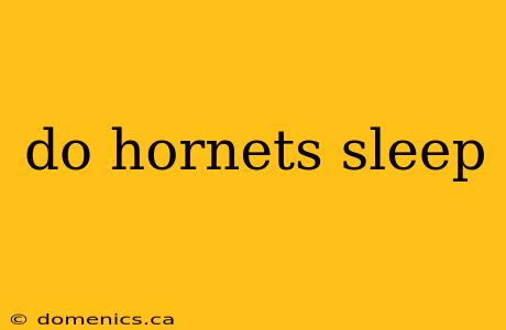 do hornets sleep