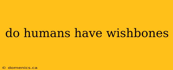 do humans have wishbones
