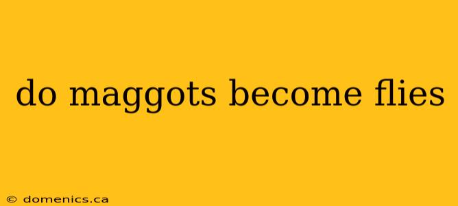 do maggots become flies