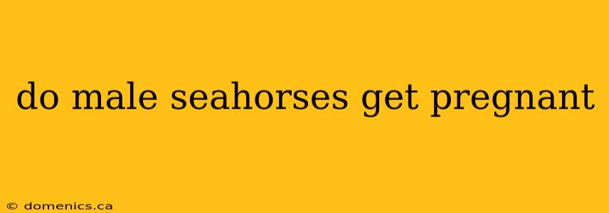 do male seahorses get pregnant