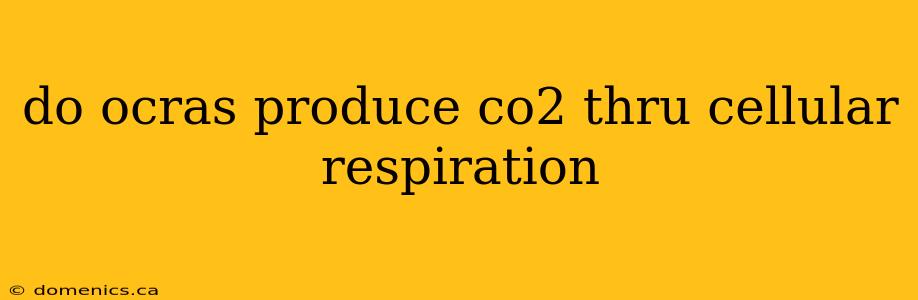 do ocras produce co2 thru cellular respiration