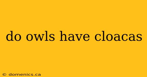 do owls have cloacas