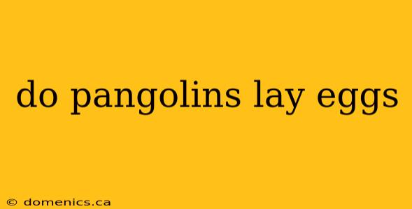 do pangolins lay eggs