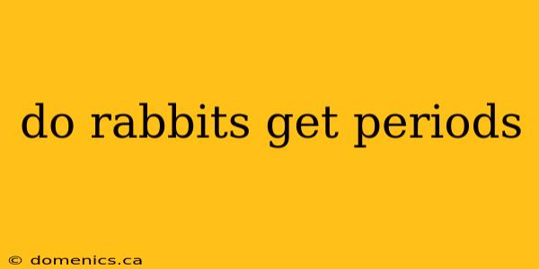 do rabbits get periods