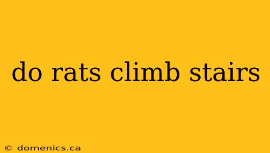 do rats climb stairs