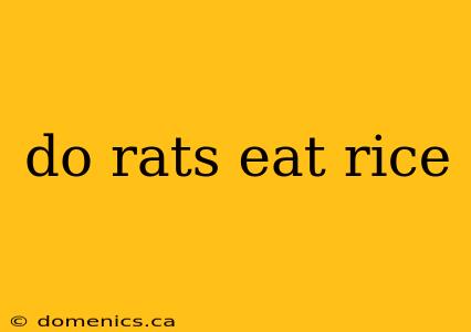 do rats eat rice