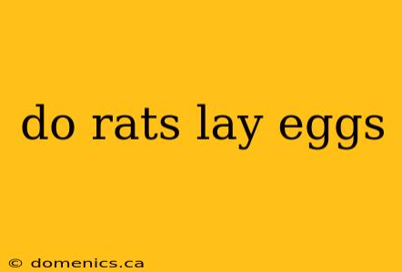 do rats lay eggs