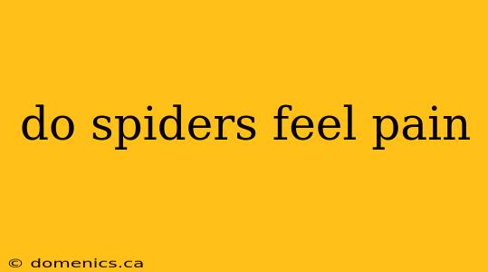 do spiders feel pain