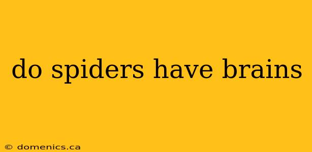 do spiders have brains