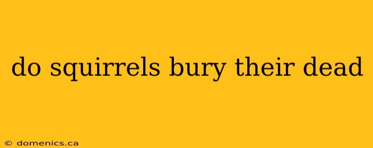 do squirrels bury their dead