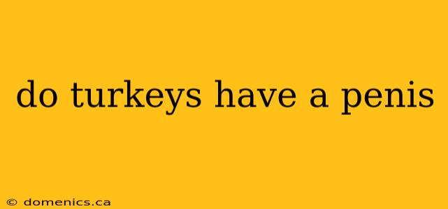 do turkeys have a penis