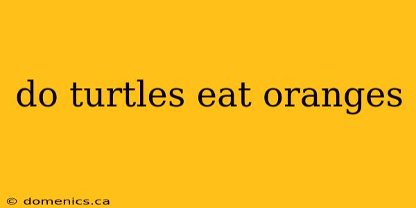 do turtles eat oranges