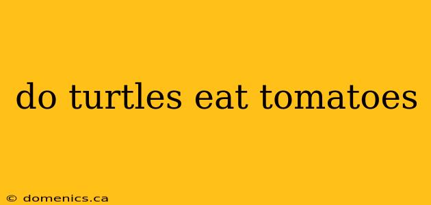 do turtles eat tomatoes