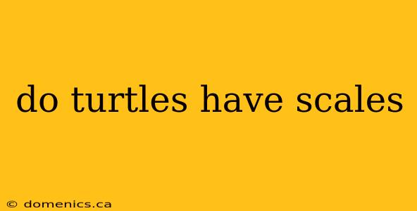 do turtles have scales