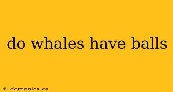 do whales have balls