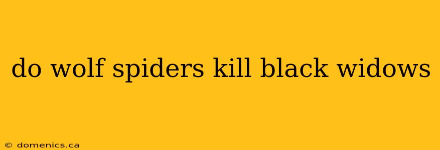 do wolf spiders kill black widows